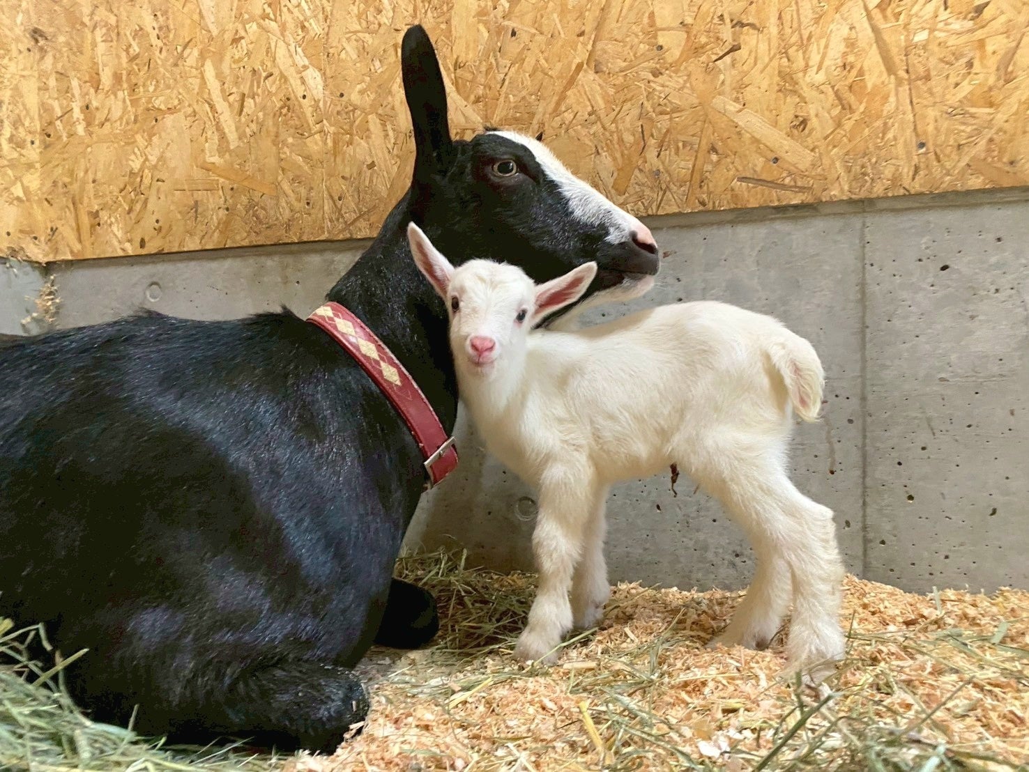 仔ヤギの男の子誕生！【堺・緑のミュージアム　ハーベストの丘】