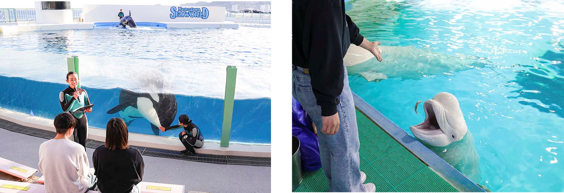 【グランドニッコー淡路】冬の味覚の王様「淡路島３年とらふぐ」を味わい尽くす宿泊プランの販売を10月７日より開始