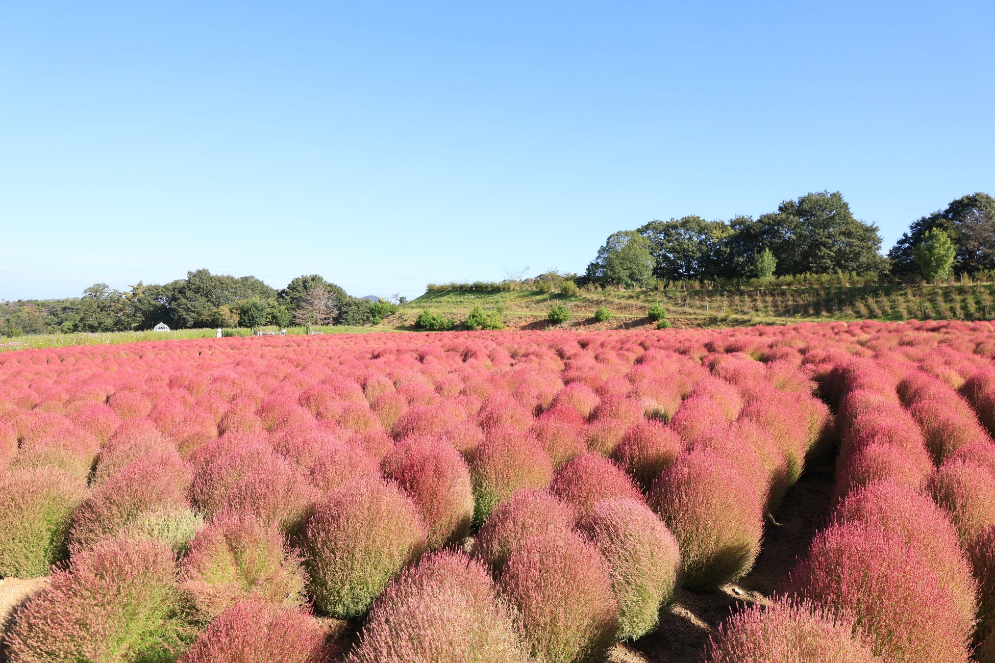 【国内最大級】 UFO フェスティバル２０２５ 開催決定！