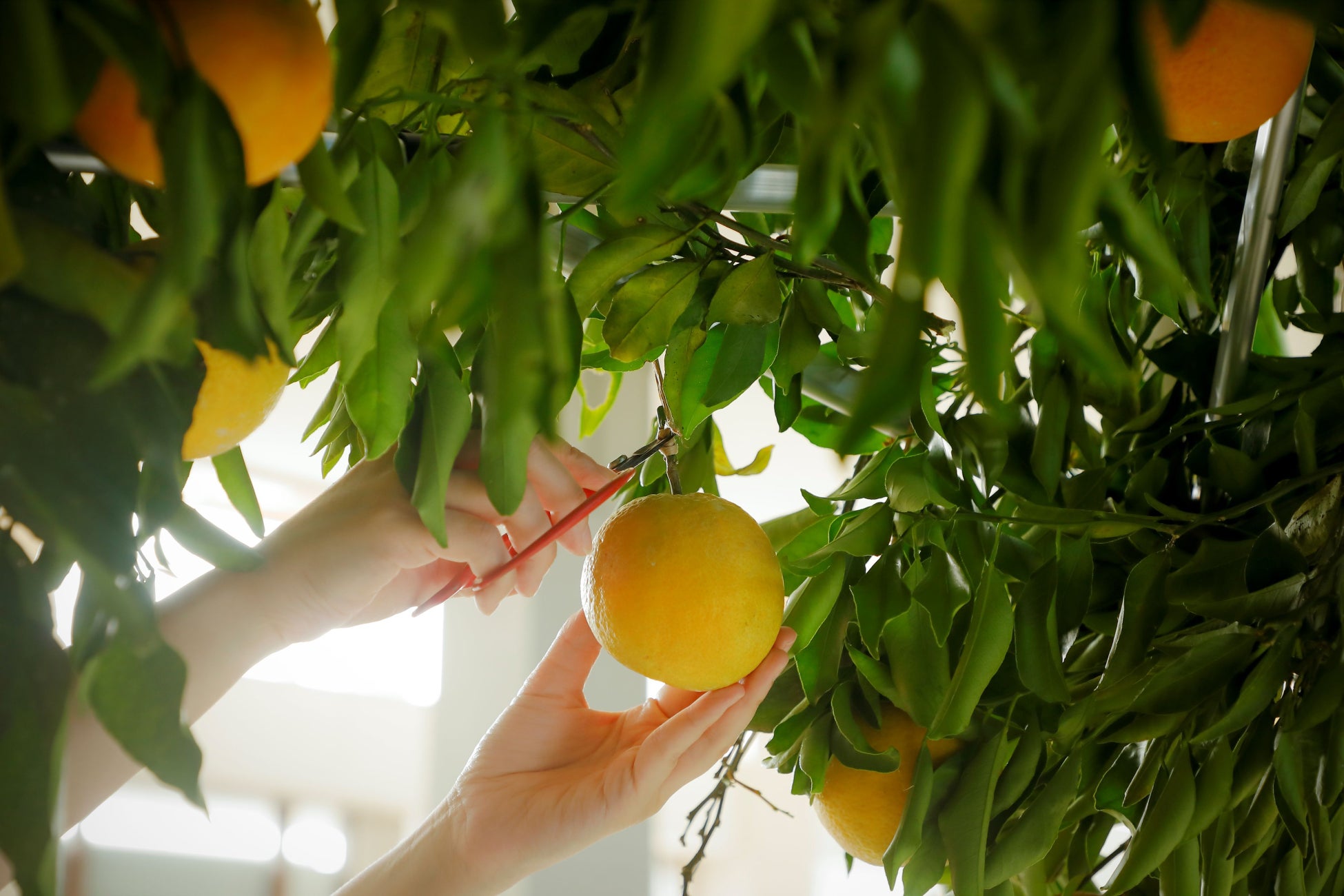 【マクセル アクアパーク品川】食欲の秋にちなみ、カワウソの“食”にフォーカスした特別解説をお届け！『ワイルドライブビューイング～獺の祭り～』【２０２５年１０月１０日（金）～１１月９日（日）】