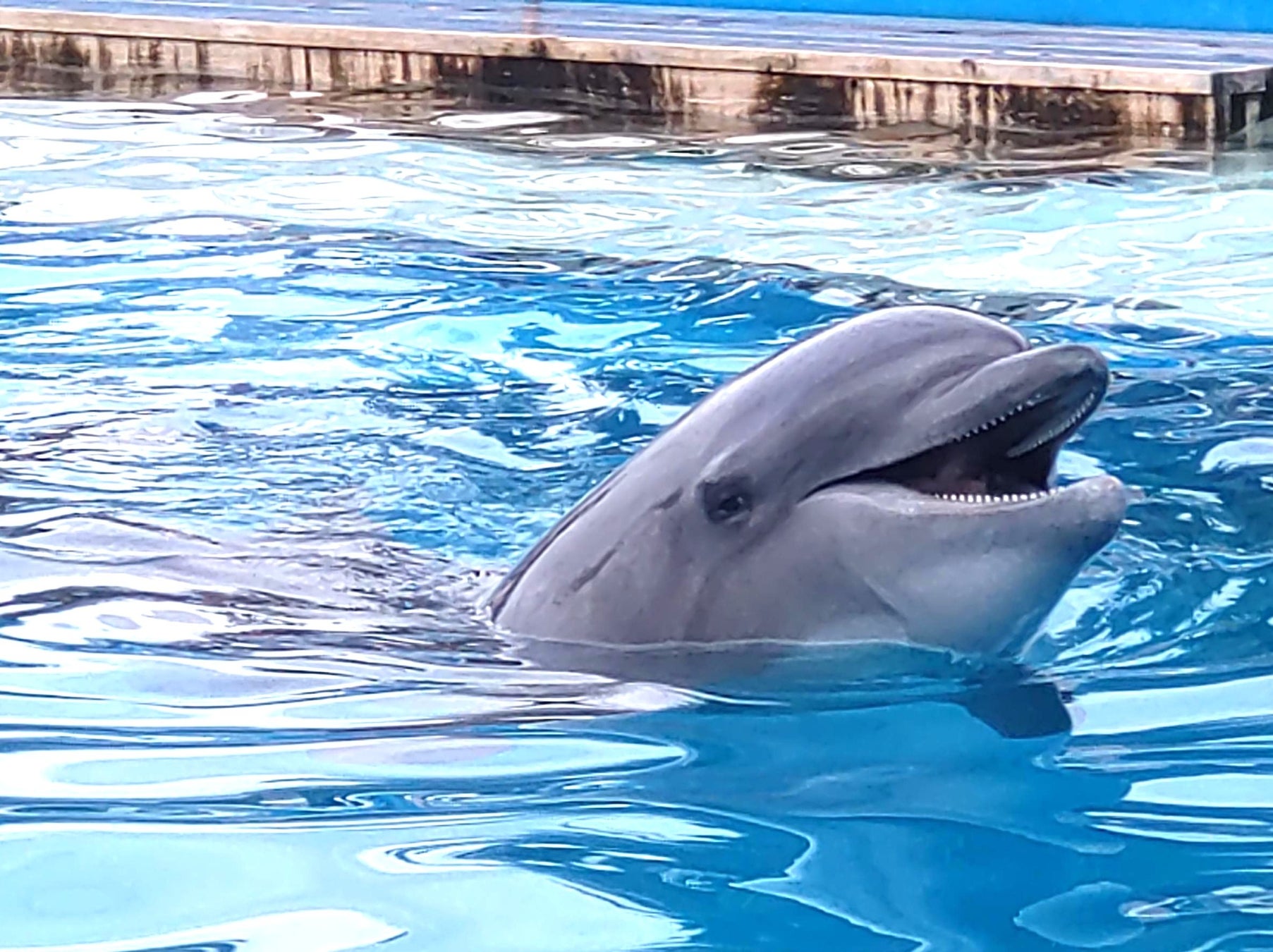 【同朋大学】イルカと触れ合ってアニマルセラピー体験してみませんか？