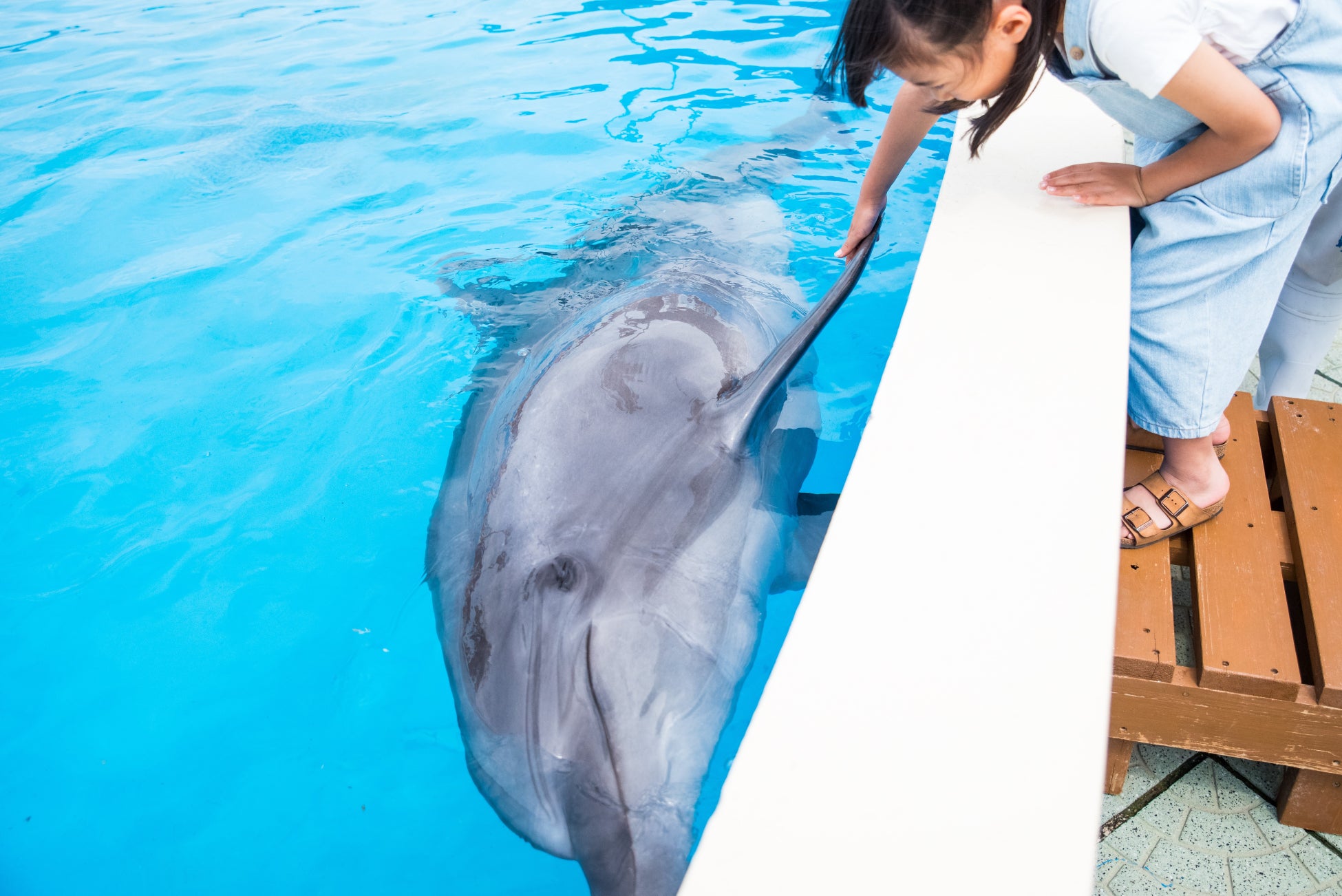 【同朋大学との共同実施】イルカセラピーの体験イベントを実施します。2025年10月11日（土）＜愛知＞