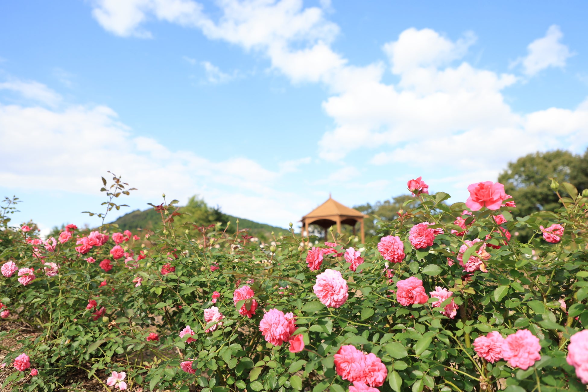 ヒルトン東京お台場 クリスマスケーキ2025　希少ないちごや冬育ちのマンゴーを使用した5万円の“至高のケーキ”をはじめ全4種を販売