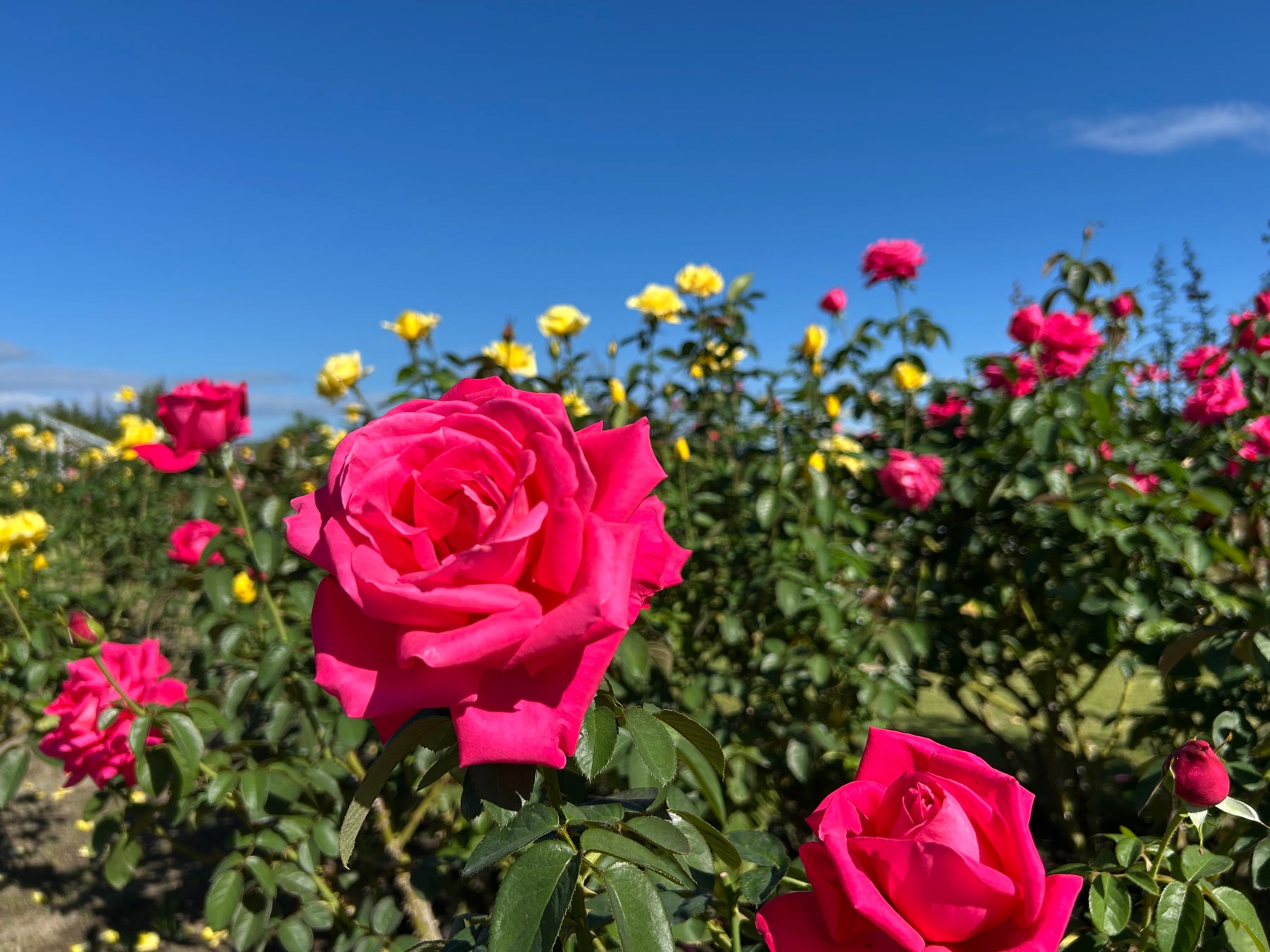 ホテル ユニバーサル ポート新入社員が企画、選定！「SAKE COLLECTION」開催