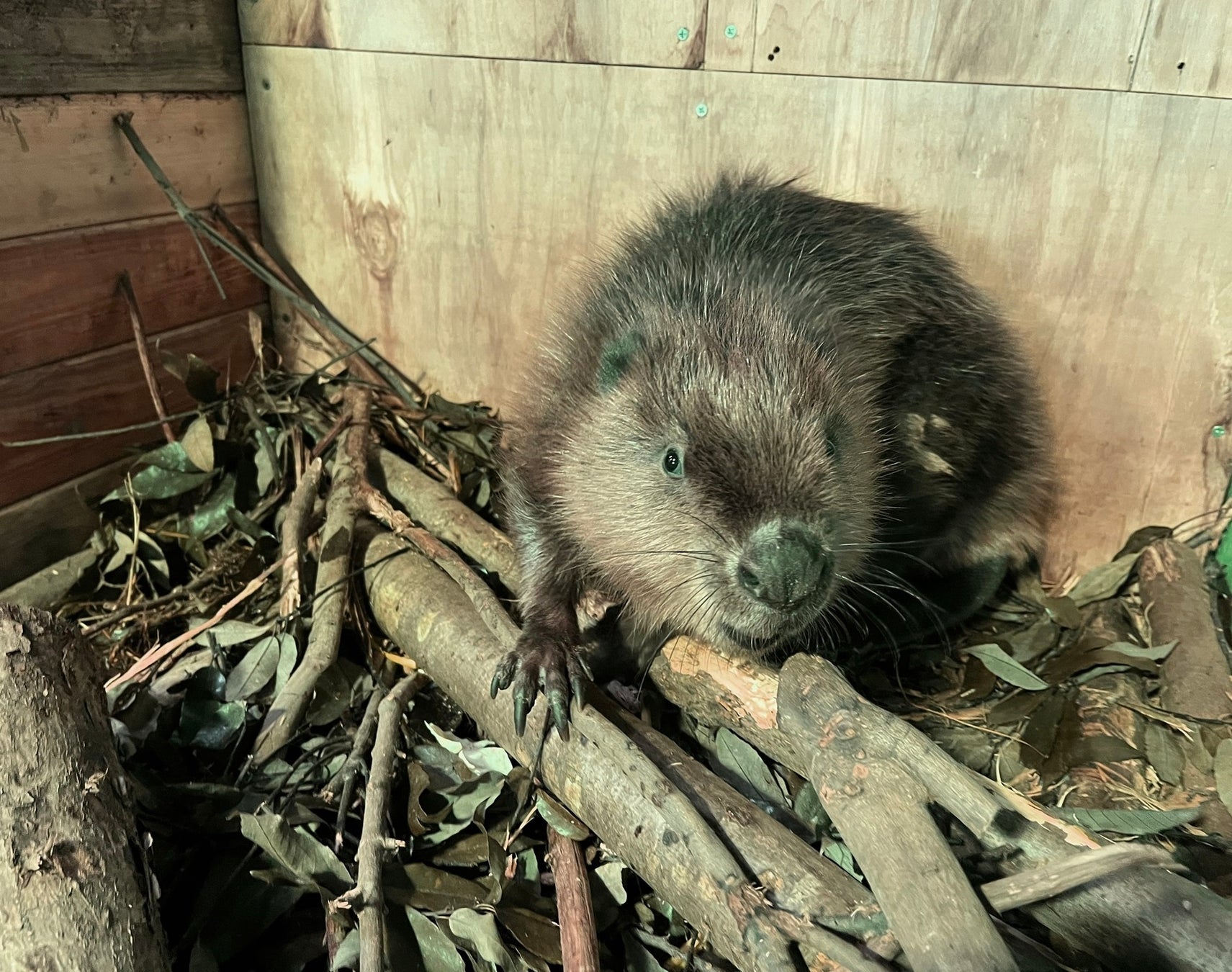 【リーガロイヤルホテル京都】『深まる秋色に染まる、ラウンジスイーツ』 販売