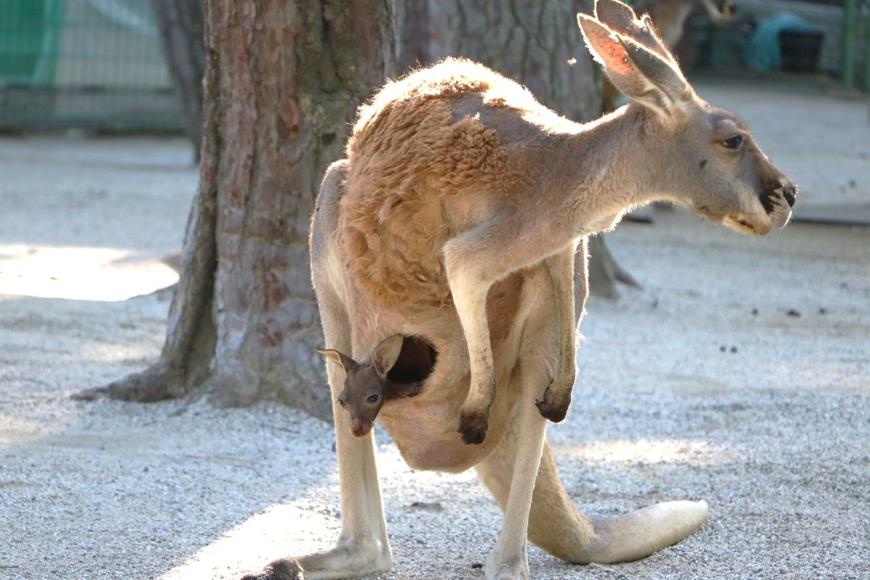 カンガルーベビーラッシュ到来中【国営海の中道海浜公園】