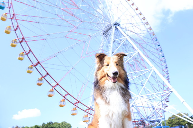 愛犬と一緒に遊園地アトラクションを楽しめる「ワンちゃん同伴遊園地イベント」の開催決定‼他、岩見沢市民が遊園地入園無料で楽しめる「オータムフェスト」開催など。