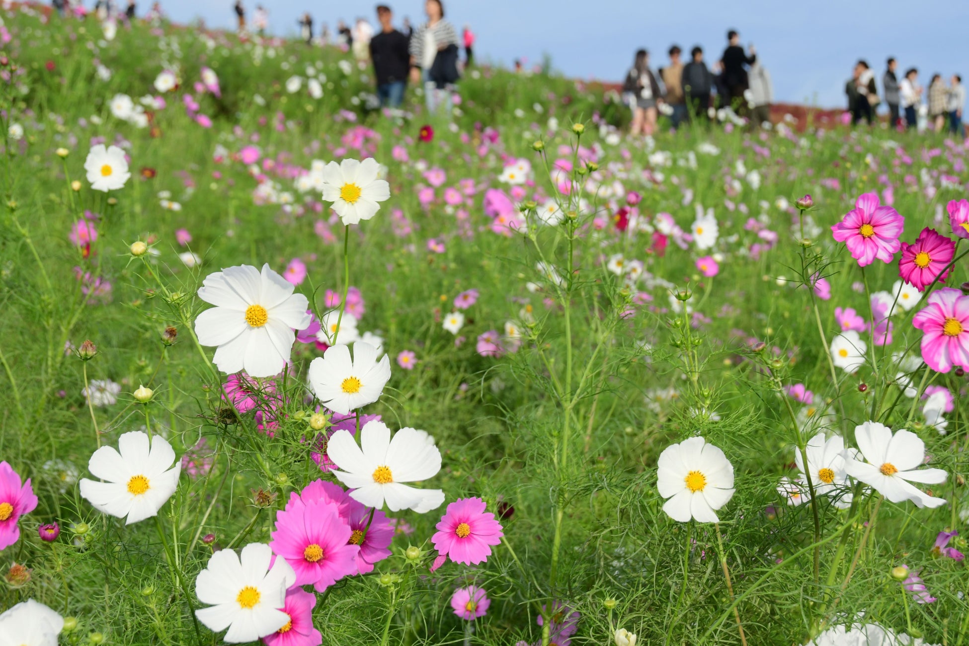 コスモスまもなく見頃です。（国営ひたち海浜公園）
