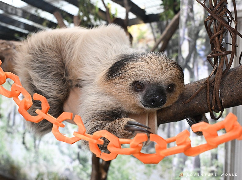 忙しい日々に、ちょっと“ナマケモノ時間” ナマケモノが世界一ゆっくりなリボンカットでスローデー宣言！？国際ナマケモノデー２０２５特別イベント開催