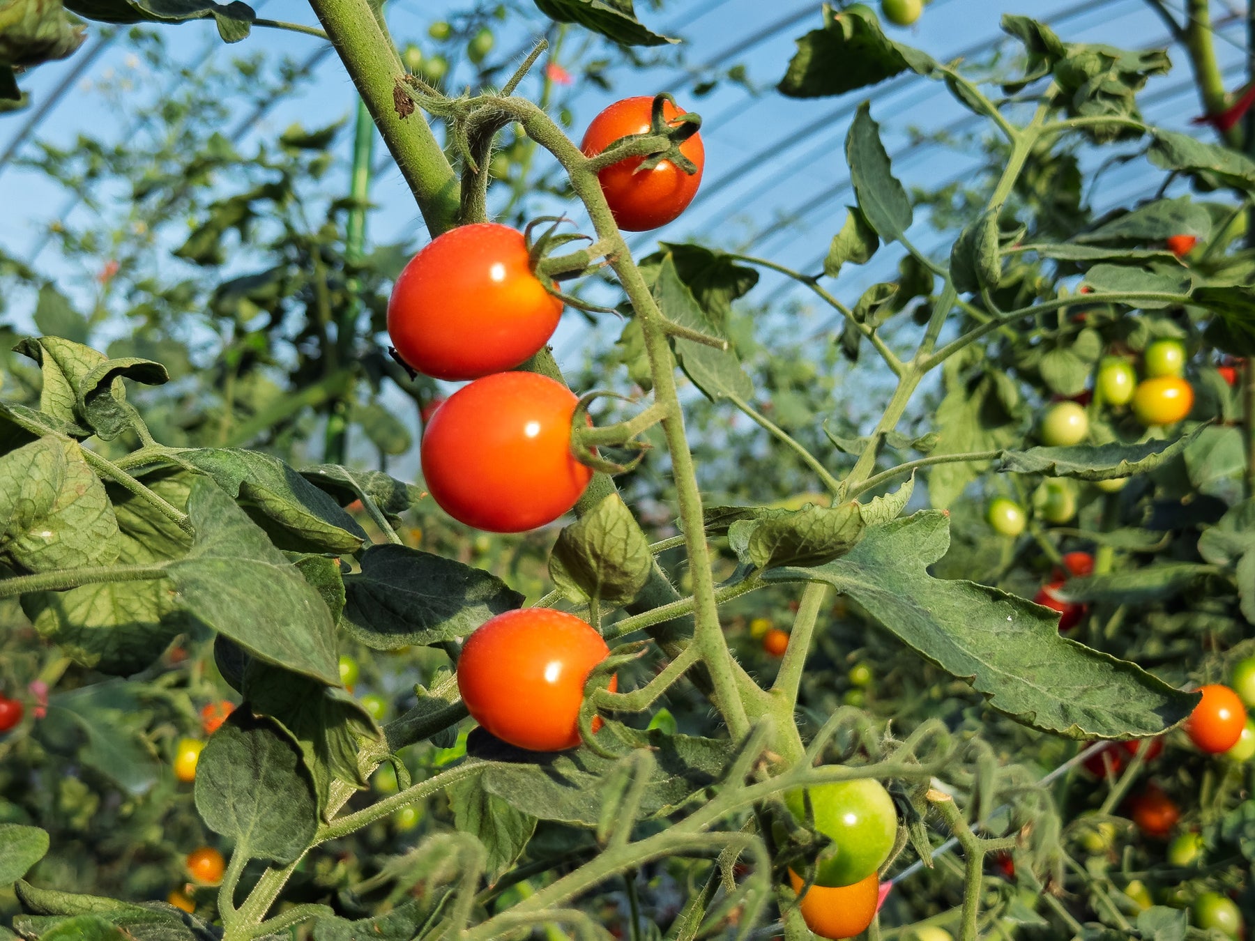 【フォーシーズンズホテル大阪】1年に1度の特別な日を彩るクリスマスケーキのご予約を10月15日(水)より受付開始