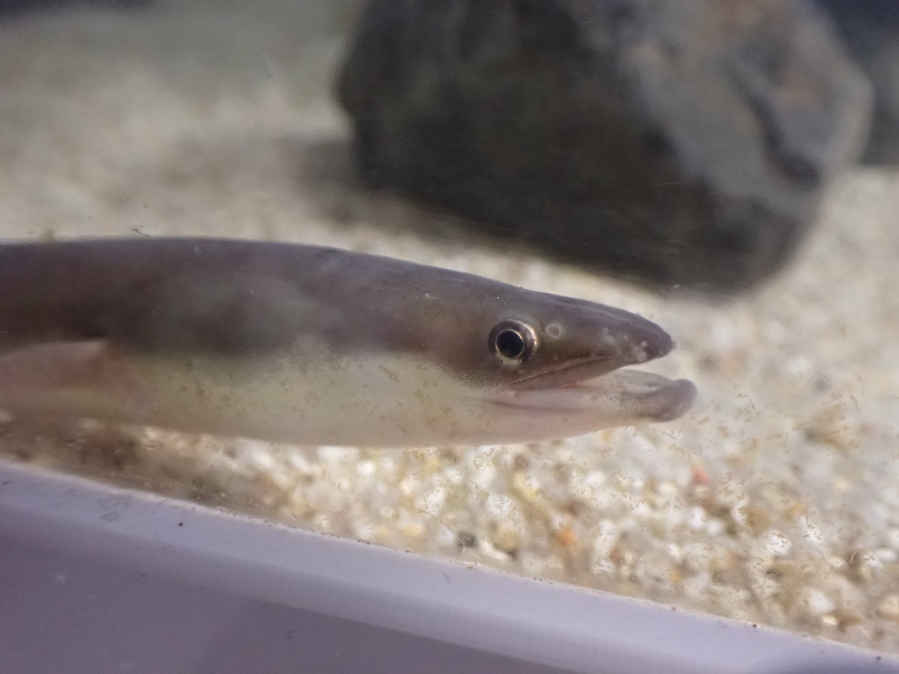 株式会社紀伊乃国屋、千葉県鋸南発の宿泊事業で「100億宣言」の成長戦略を掲げ、経済産業省「中小企業成長加速化補助金」に採択