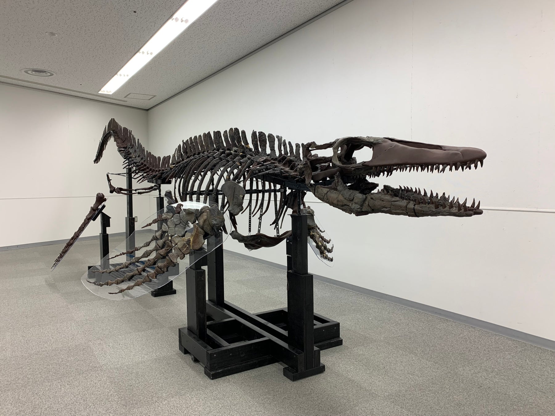 ワカヤマソウリュウロボットプロジェクト 「よみがえる古代のいのち ワカヤマソウリュウ企画展」開催 ２０２５年１０月１６日（木）よりスタート