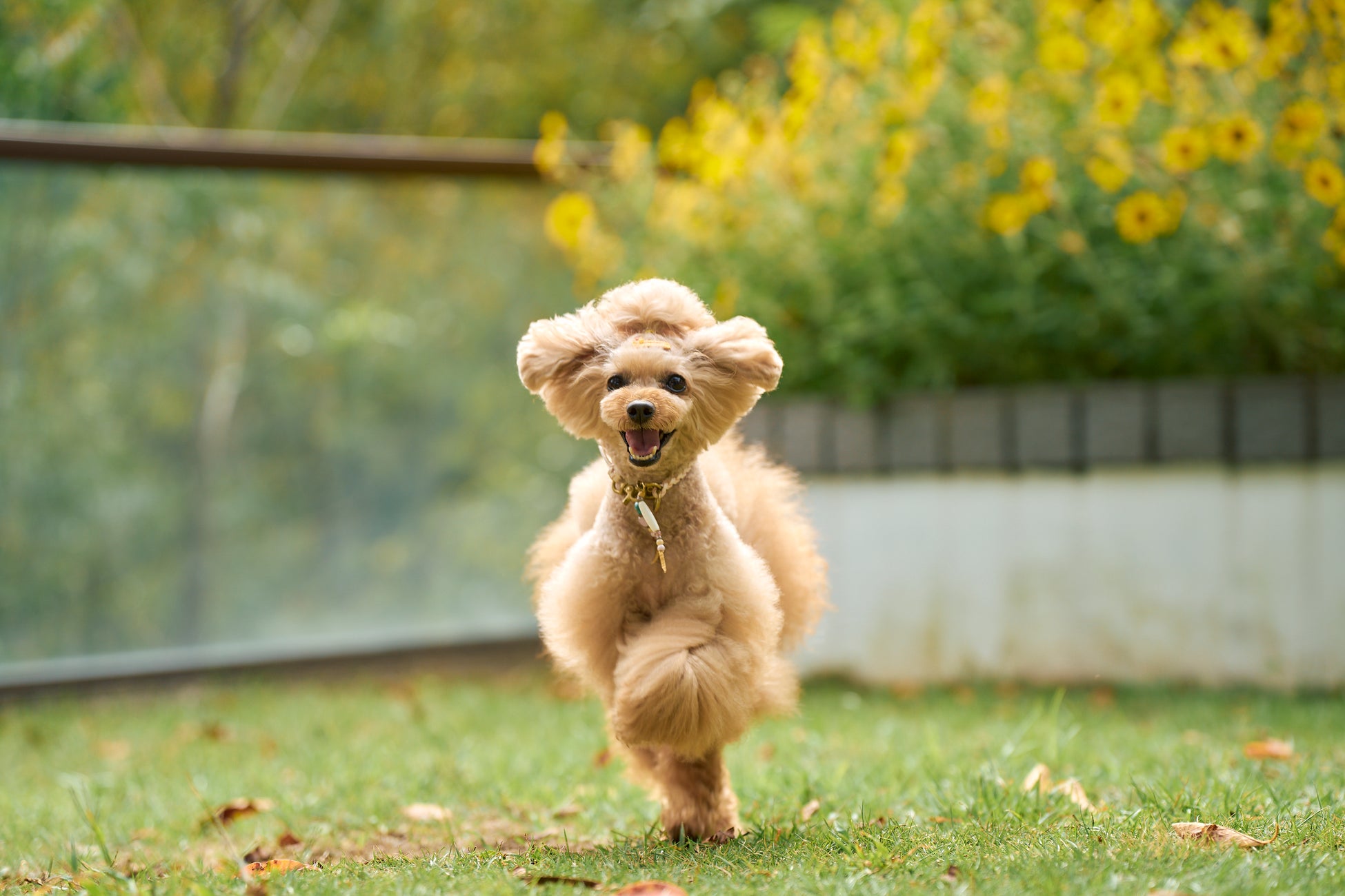 2種のドッグランオープン！獣医師監修の犬ごはんメニューも販売　　初の犬イベント「ACAO DOG FESTA 2025」