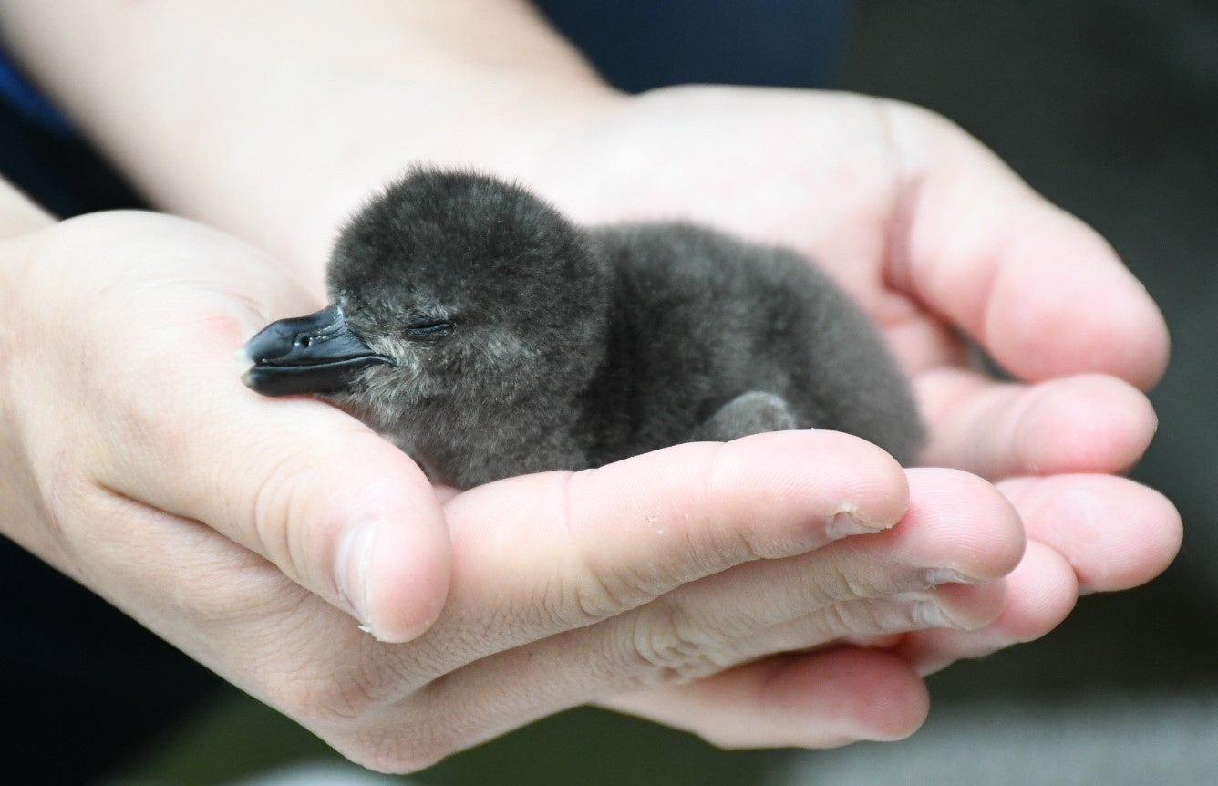 【奈良ホテル】柿の葉香る牛フィレ肉のステーキも登場！食欲の秋を贅沢に味わう 期間限定「大人のオータムハイティー」発売