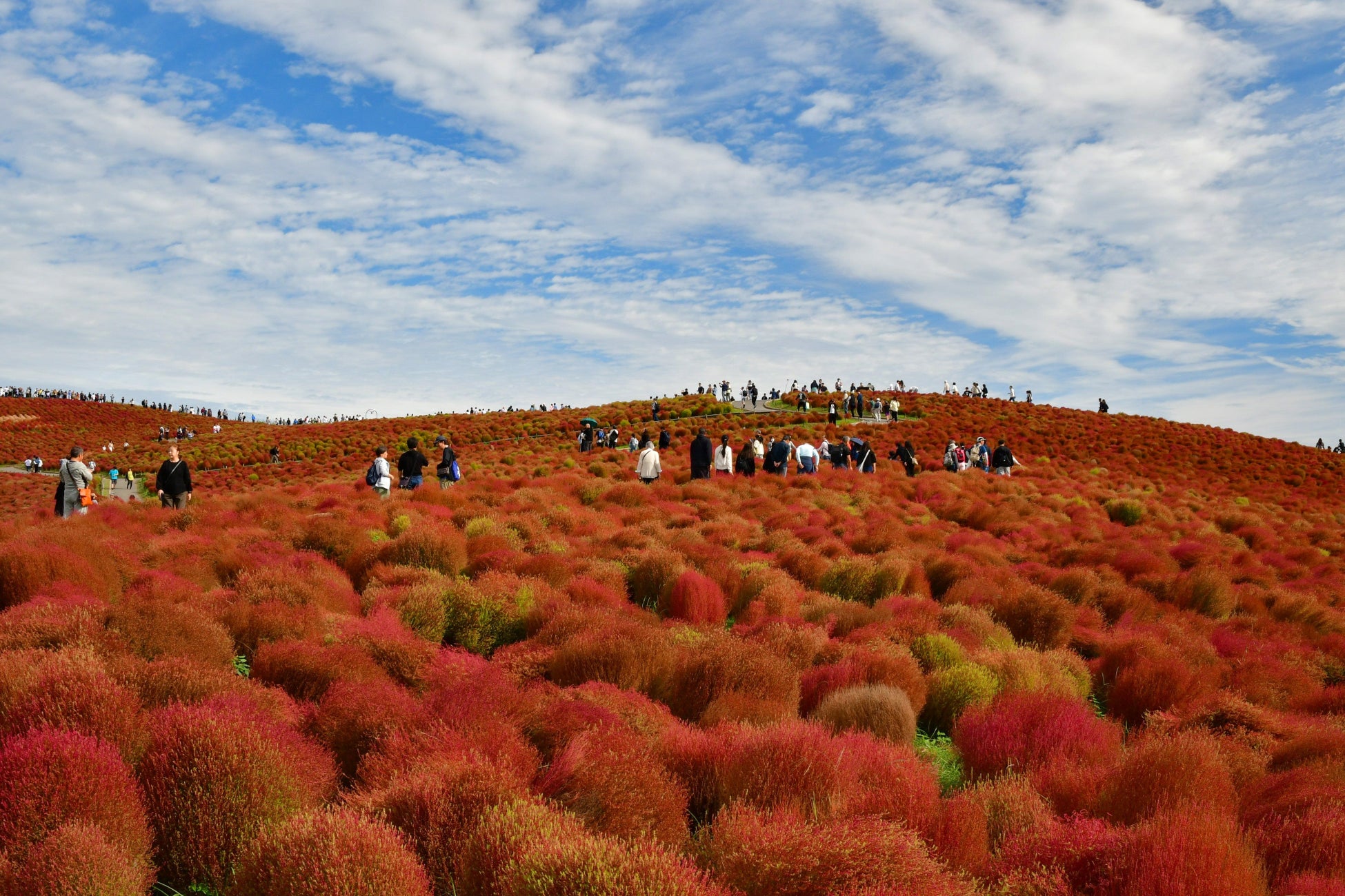 コキア紅葉見頃を迎えました（国営ひたち海浜公園）