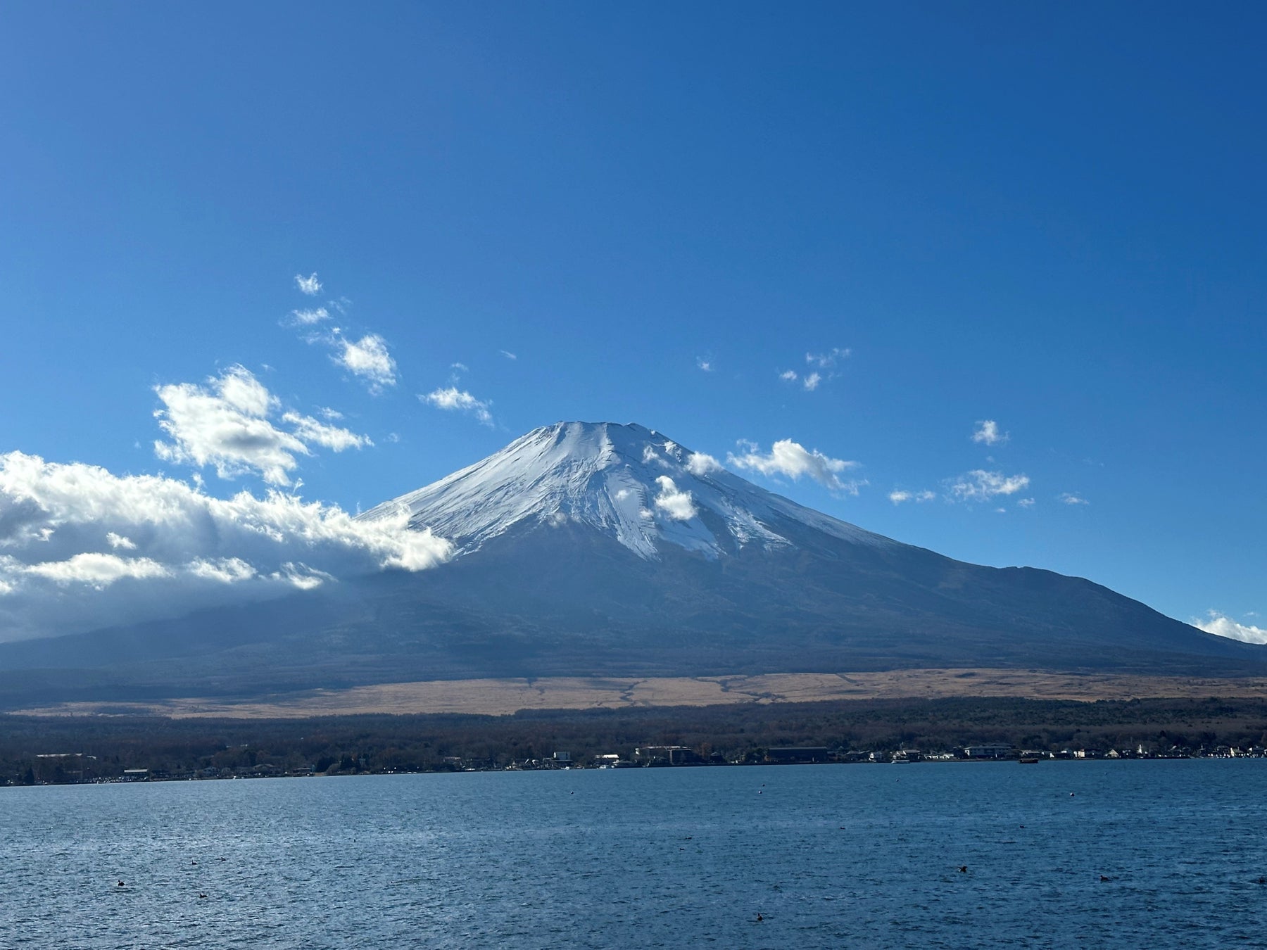 秋薫る、世界三大キノコが主役の“ふわしゅわ”オムレツが新登場!