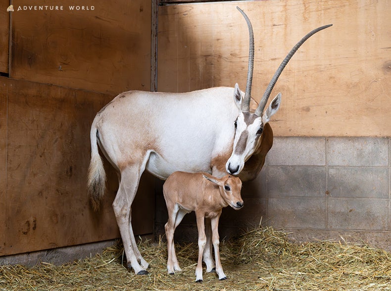 『忍たま』と佐賀県がタッグ 大豆モニュメントで“豆腐のくに・佐賀県”を発信「福きたる大豆くじ」除幕式 開催!