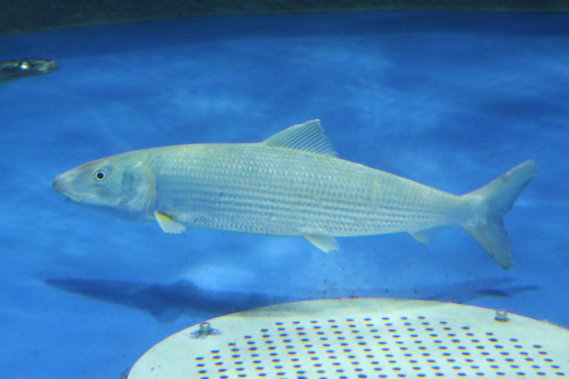 「イワシ」とつくがイワシの仲間じゃない。当館初展示！「ソトイワシ」展示中！