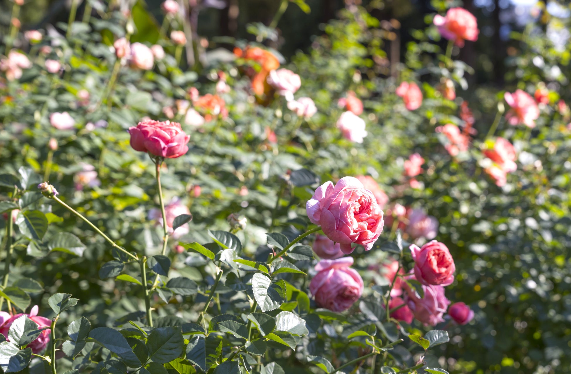 兵庫・有馬温泉の宿が【開業1周年記念プラン】販売!期間限定で特選会席が最大20%OFFに|2025年10月