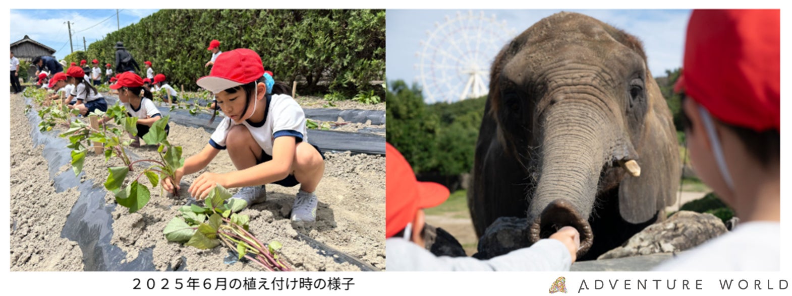 動物たちと食育体験　すさみ町立周参見⼩学校の児童が自分たちで植えたサツマイモを収穫しアドベンチャーワールドの動物たちへプレゼント