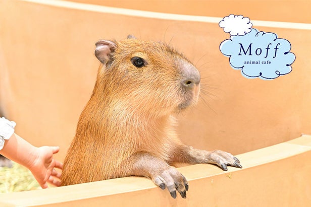 ふれあい、学び、つながる体験を。　11月6日(木)甲子園に『Moff animal cafe』グランドオープン！