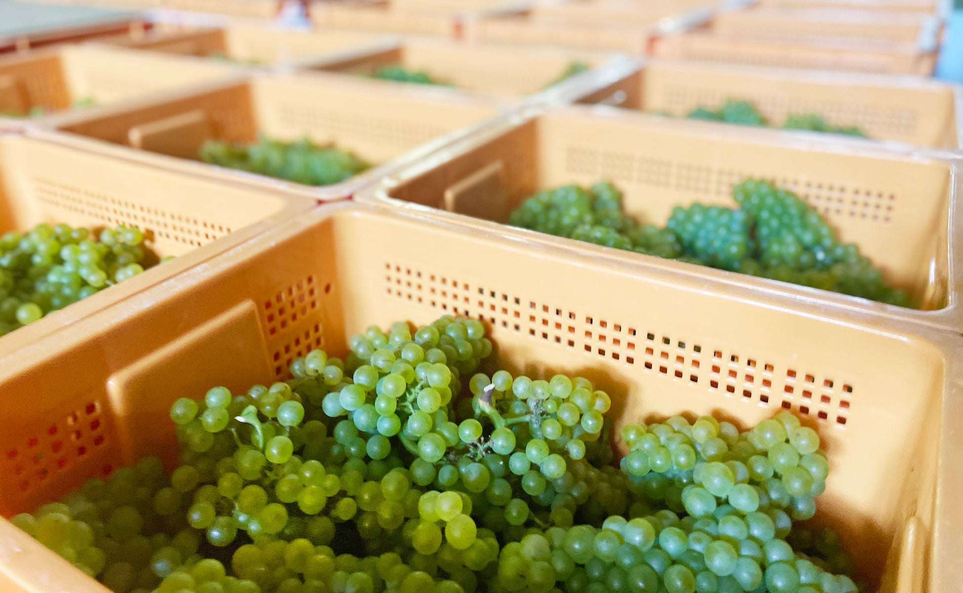 【リゾナーレグアム】深夜・早朝便でも安心!空港送迎&客室へ直行できる新サービス「着陸&チェックイン」を10月22日に開始