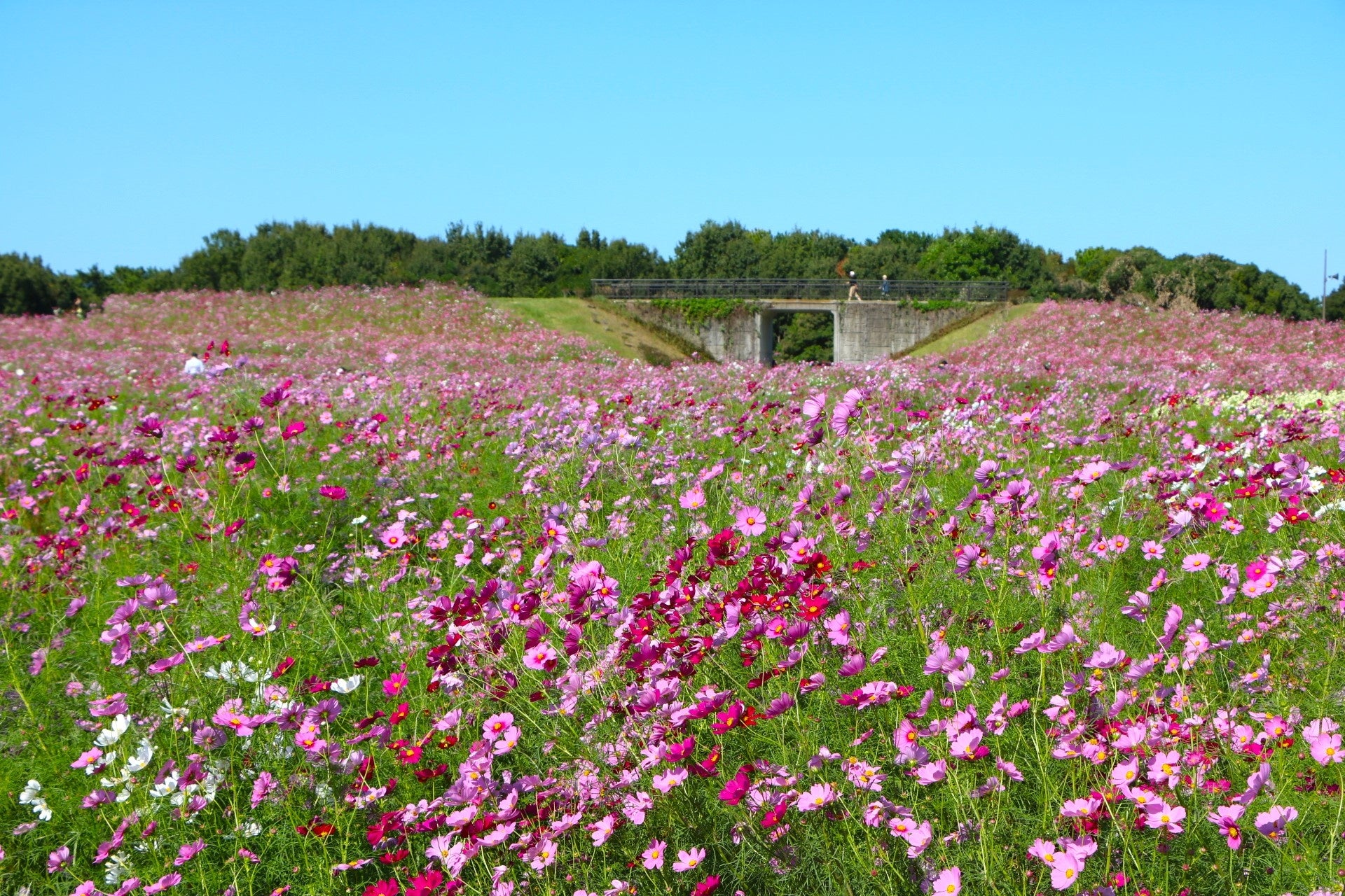 cosa開業1周年イベント第一弾！「S-PULSE×cosa ORANGE DINING」開催！