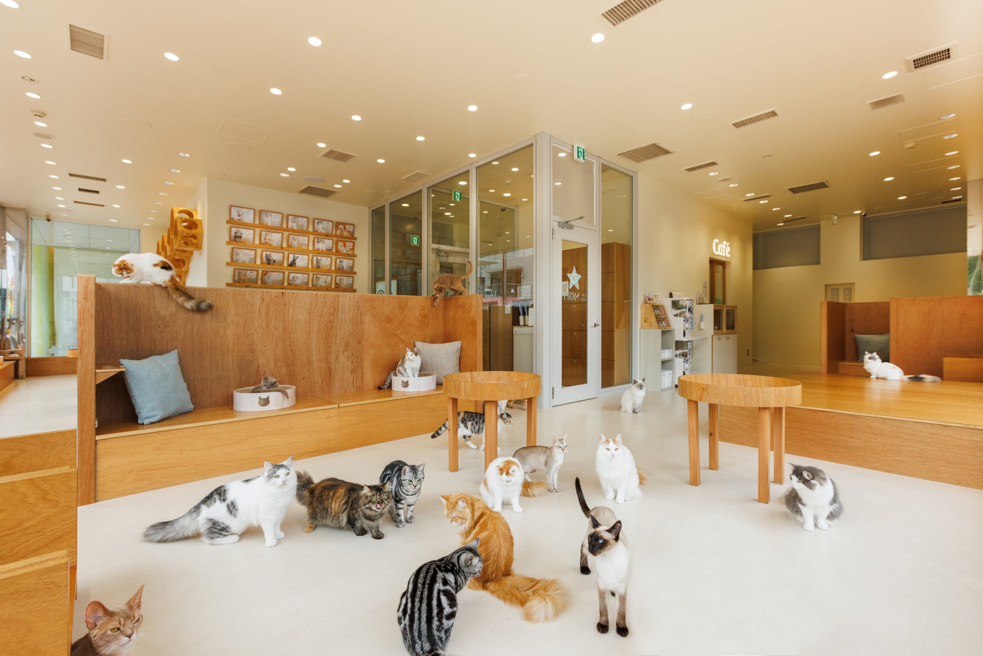 【Cat Café MOFF CUTE CUBE 原宿店】サービス内容変更と料金改定のご案内