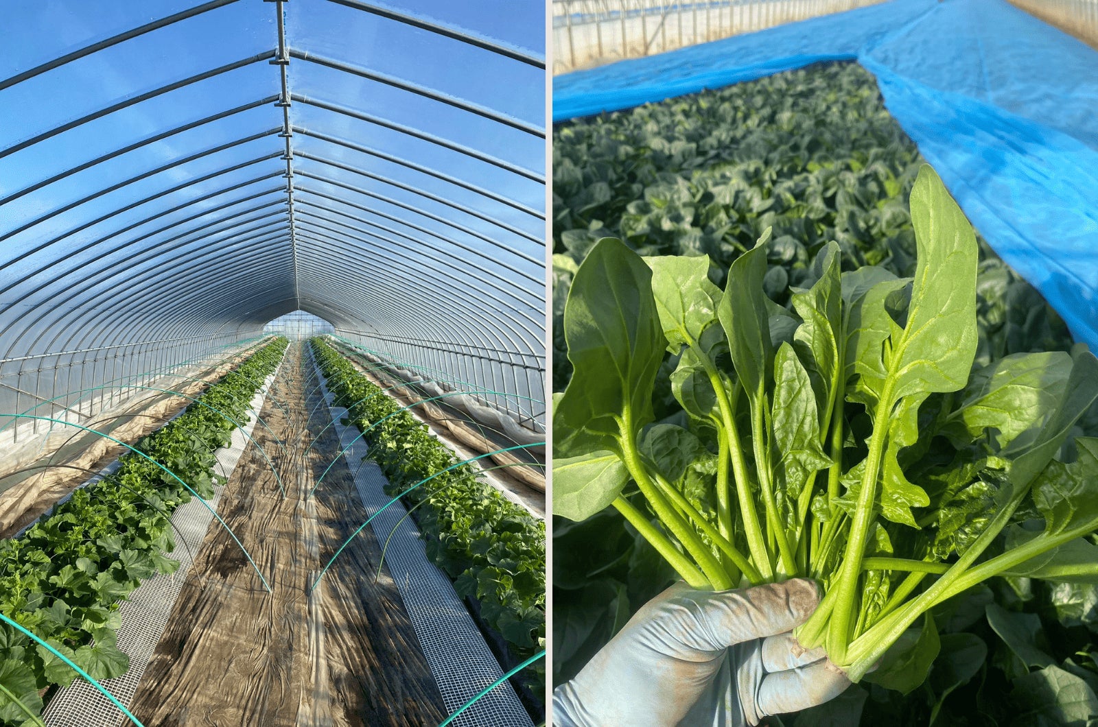 横浜みなとみらいの絶景ホテルで楽しむ【Xmas2025】苺とチョコレートを使用したXmasアフタヌーンティーセット クリスマス映画をイメージしたフェスティブシーズン限定カクテルも登場!