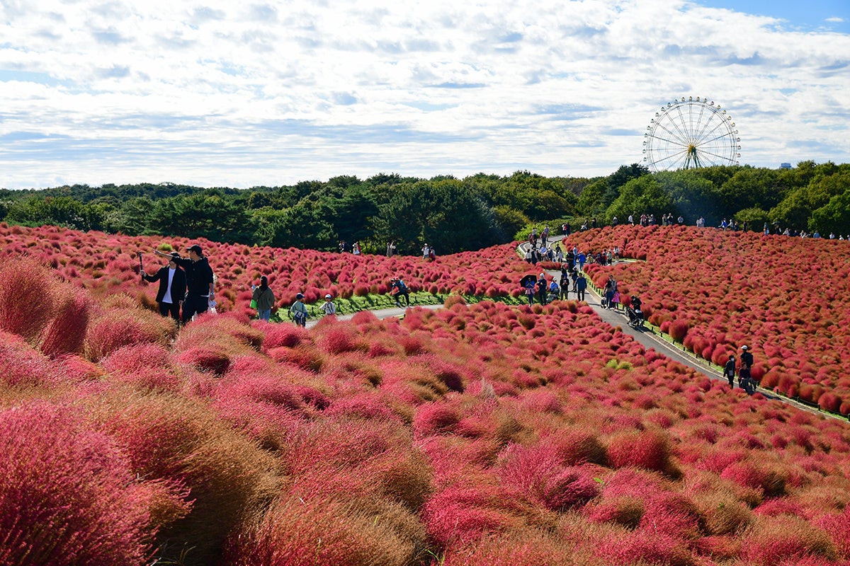 コキア 赤から茶のグラデーションへ（国営ひたち海浜公園）