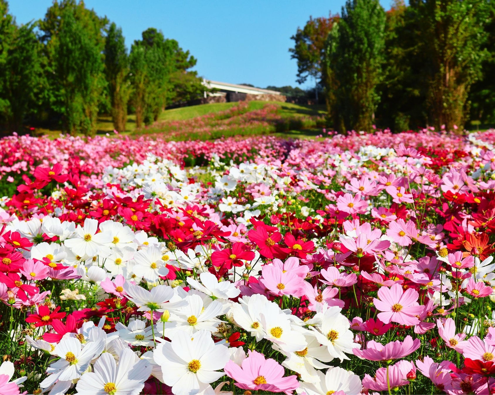 【礼文観光ホテル 咲涼】咲涼で長年眠る北海道の工芸品”木彫り熊”が、現代アート作品として生まれ変わる