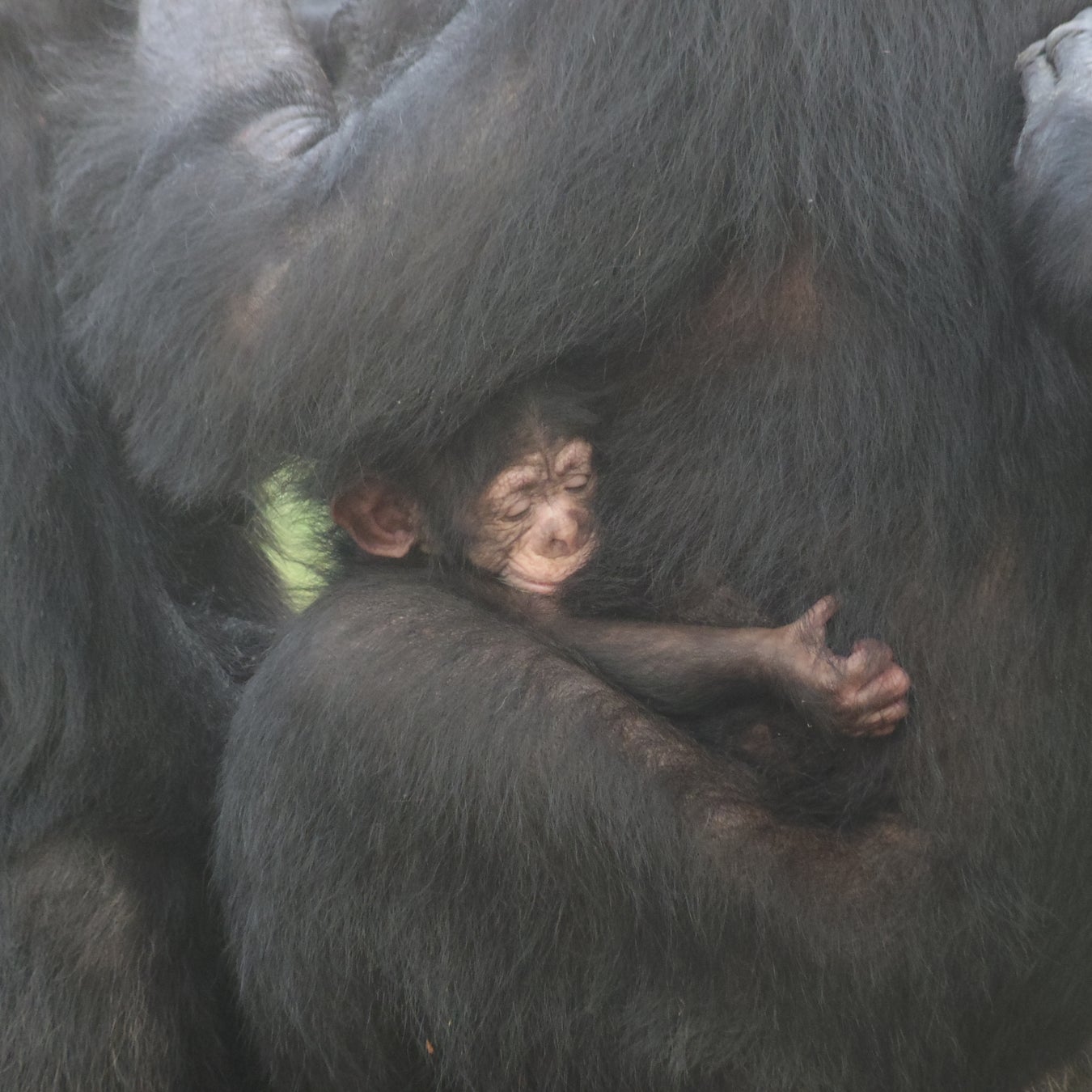 【豊橋総合動植物公園】愛くるしいチンパンジーの赤ちゃんに会える！一般公開スタート＆名前投票も