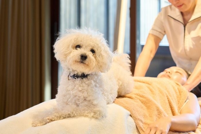 マクセル アクアパーク品川×ネイキッド光あふれる海で、心まできらめくホリデーシーズン限定イベント『STAR AQUARIUM by NAKED』