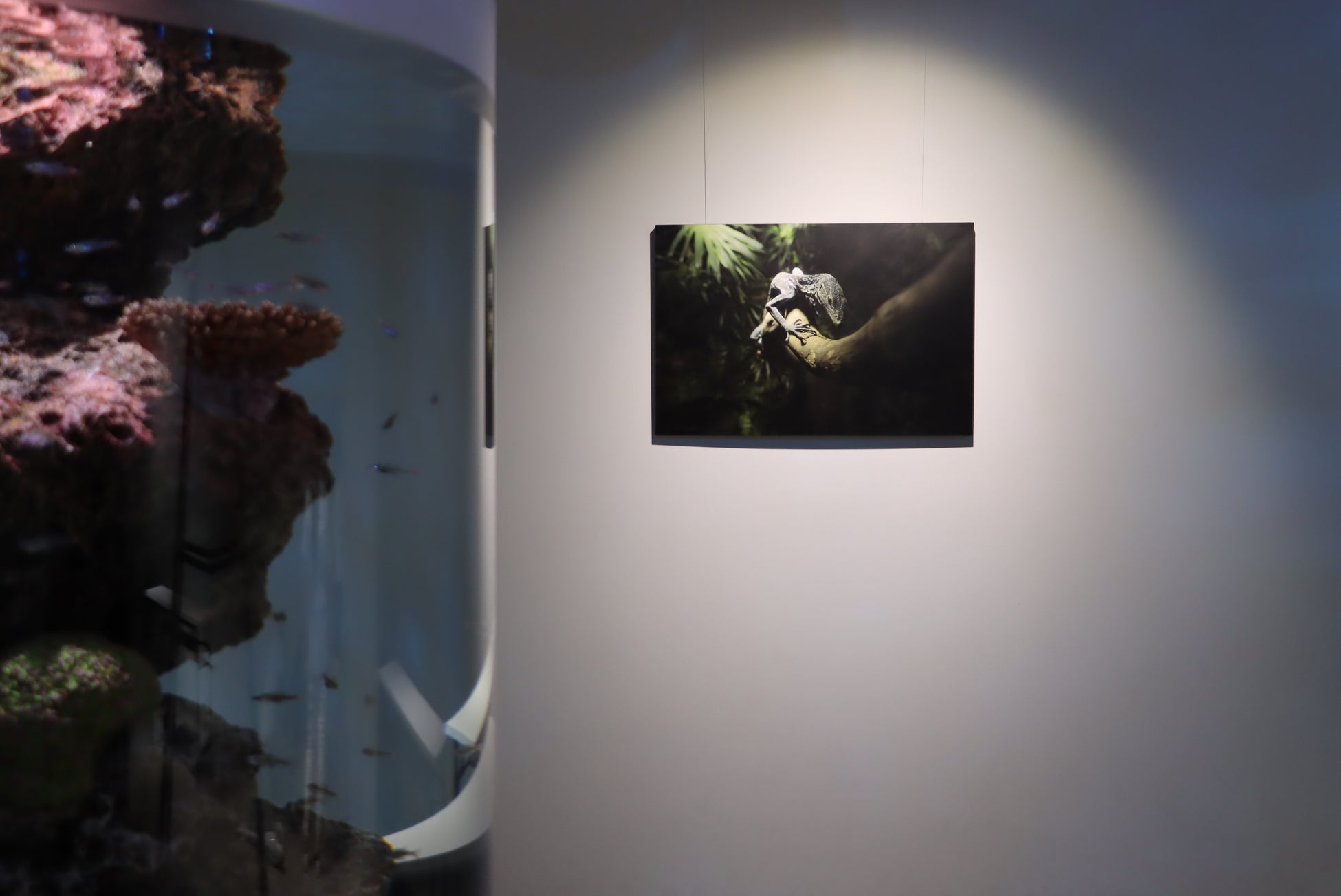 水族館写真家・銀鏡つかさ氏による新作3点を特別展示【神戸の港の水族館 átoa】