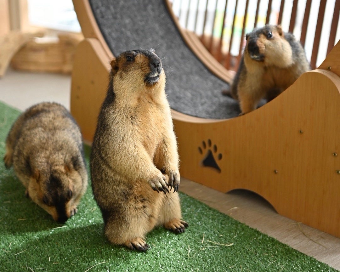 羽田空港で特別なクリスマスランチブッフェ2025。30種類以上の豪華メニューとライブキッチンで贅沢なひとときを