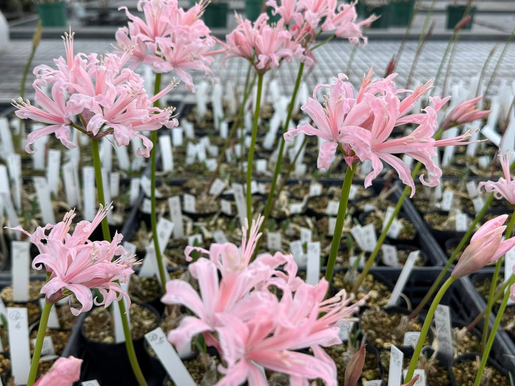 インターコンチネンタル札幌　　　　　　　　　　　　　　　　　　　　　　　　世界的バーテンダーとの一夜限りの特別カクテル体験