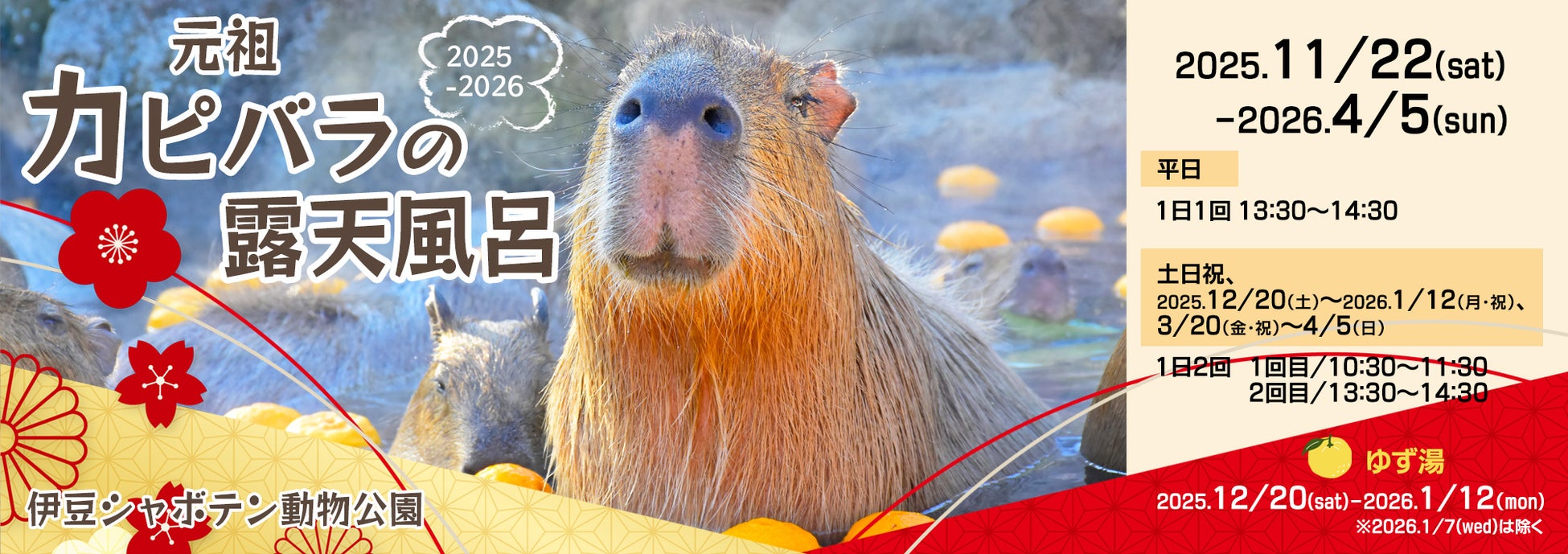 伊豆シャボテン動物公園で、43周年の“伊豆の冬の風物詩”「元祖カピバラの露天風呂」を2025年11月22日（土）から開催！癒しのイベント盛りだくさん♪
