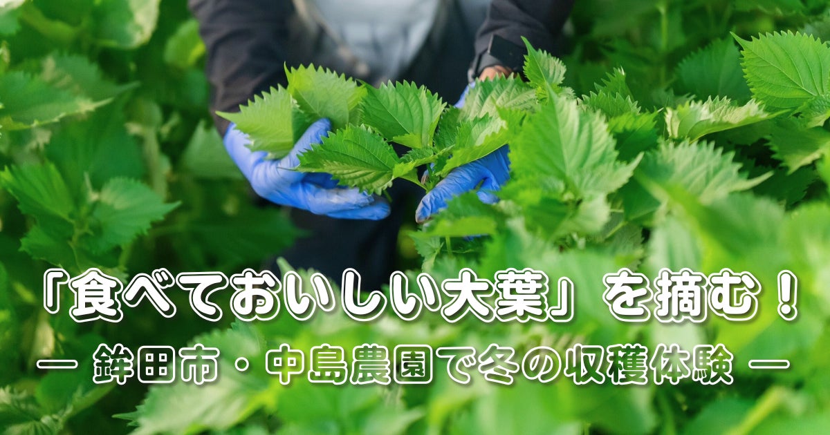 茨城県鉾田市×チイオシ コラボプロジェクト第四弾を開催“食べておいしい大葉”の収穫体験と学びのイベントを実施