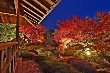 白川湖の水没林 フィールド整備作業開催！