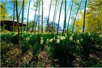 JRKYUSHU DISCOVER TRAIN「或る列車」運行 10 周年企画“第３弾”『「或る列車」と、クリスマスイヴを味わう旅』を実施します