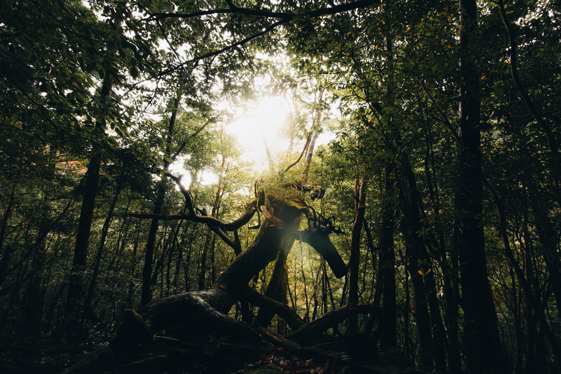 Travel Deeper into Real Japan.——TSUGU Japanが“本物の日本”を世界へ。訪日客の新しい定番メディアに