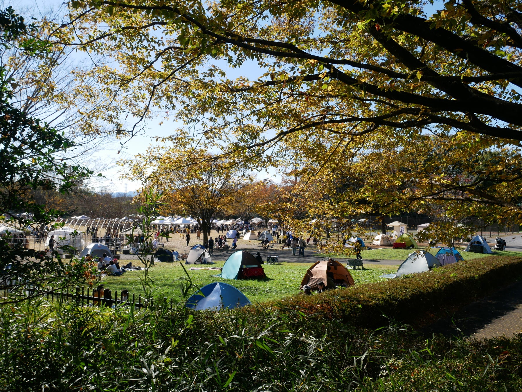 【福井県福井市】冬の味覚の王者「越前がに」いよいよ解禁！福井の食のトップシーズンである「冬の食の魅力」を堪能してください。