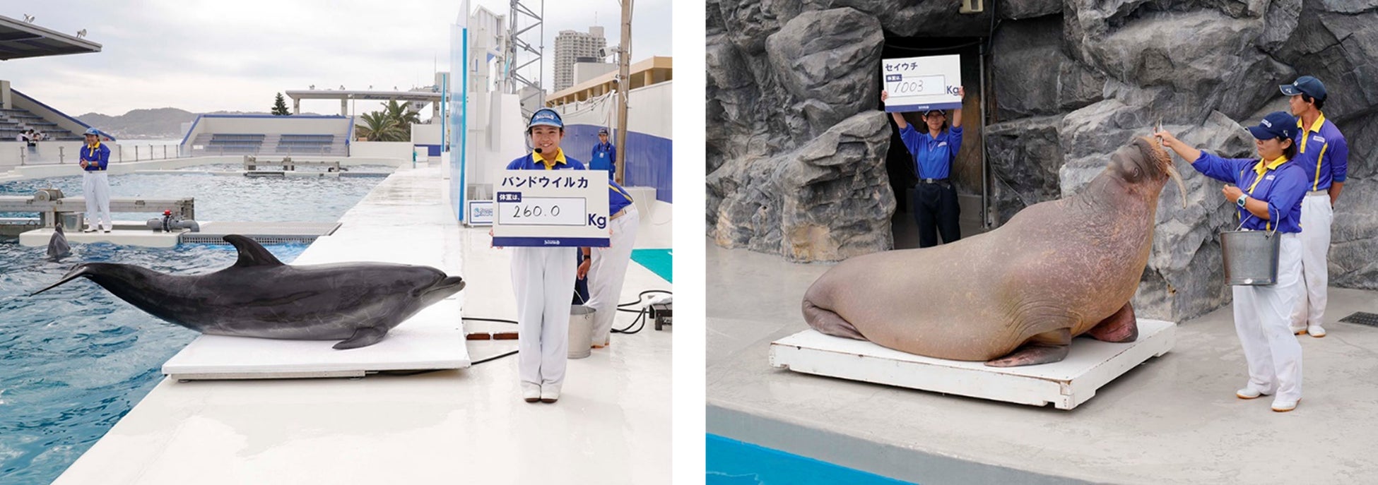 【パワーアップして帰ってきた！】2026年1月17日（土）〜2月1日（日）「ひらかたパーク」コラボレーションイベント第2弾『ひらパーをLOVOTでジャックせよ！！SEASON2』開催決定！