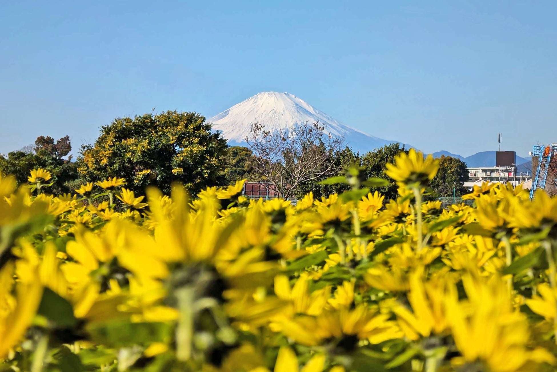 【The Canvas Hayama Park】冬の葉山で過ごす非日常の贅沢ステイ！出張シェフ・葉山スイーツ・三浦野菜と一緒に味わう葉山牛しゃぶしゃぶで彩る特別プラン3種登場！