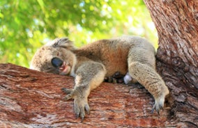 11/29（土）は“いい肉の日”！ この日限りの特別な”いいひと皿”をプレゼント！