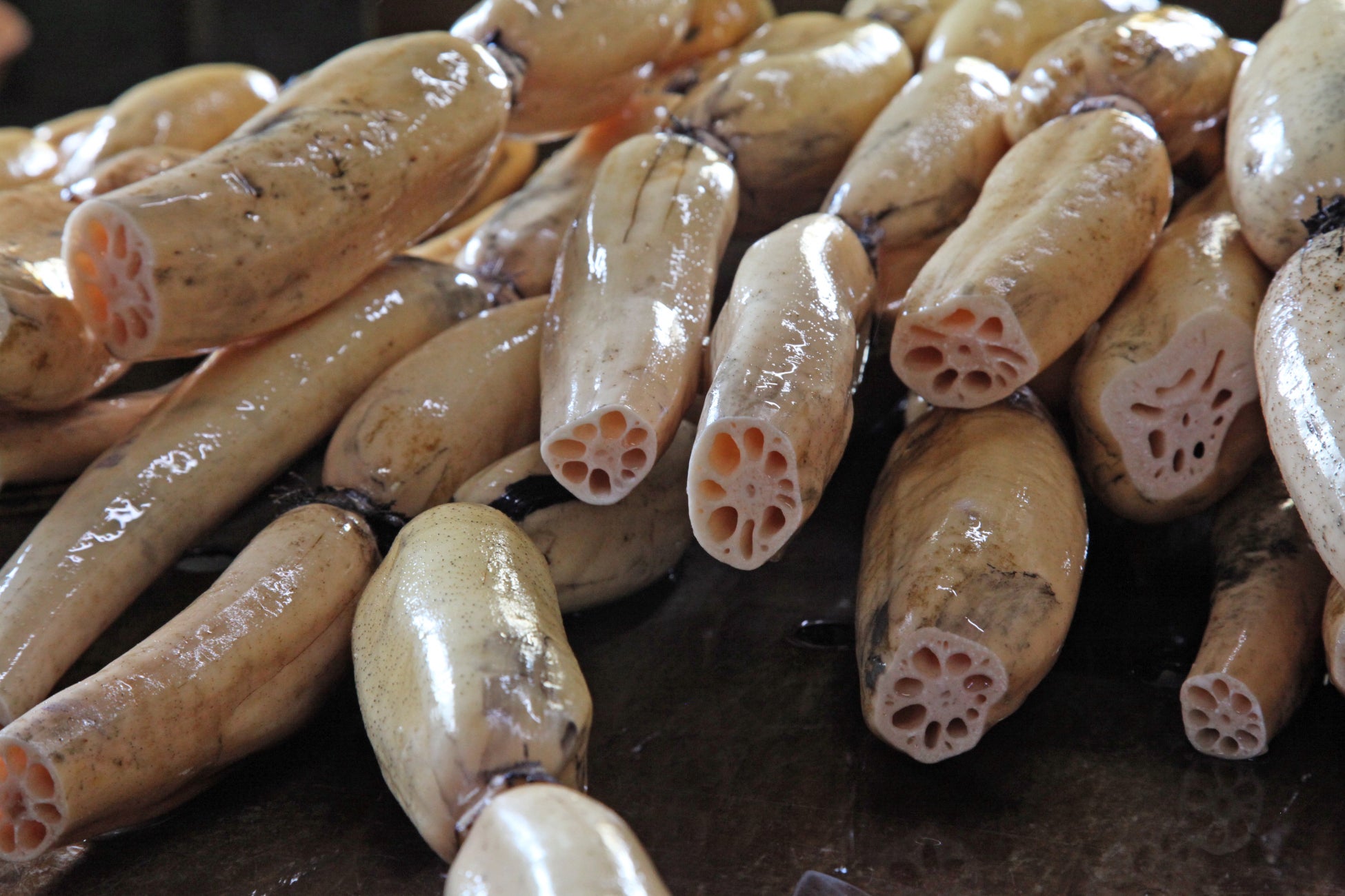 11/23【コウノトリれんこん】収穫体験！ SDGs コウノトリ応援スペシャルデー宿泊プラン☆温泉入浴付きの日帰りプランも♪