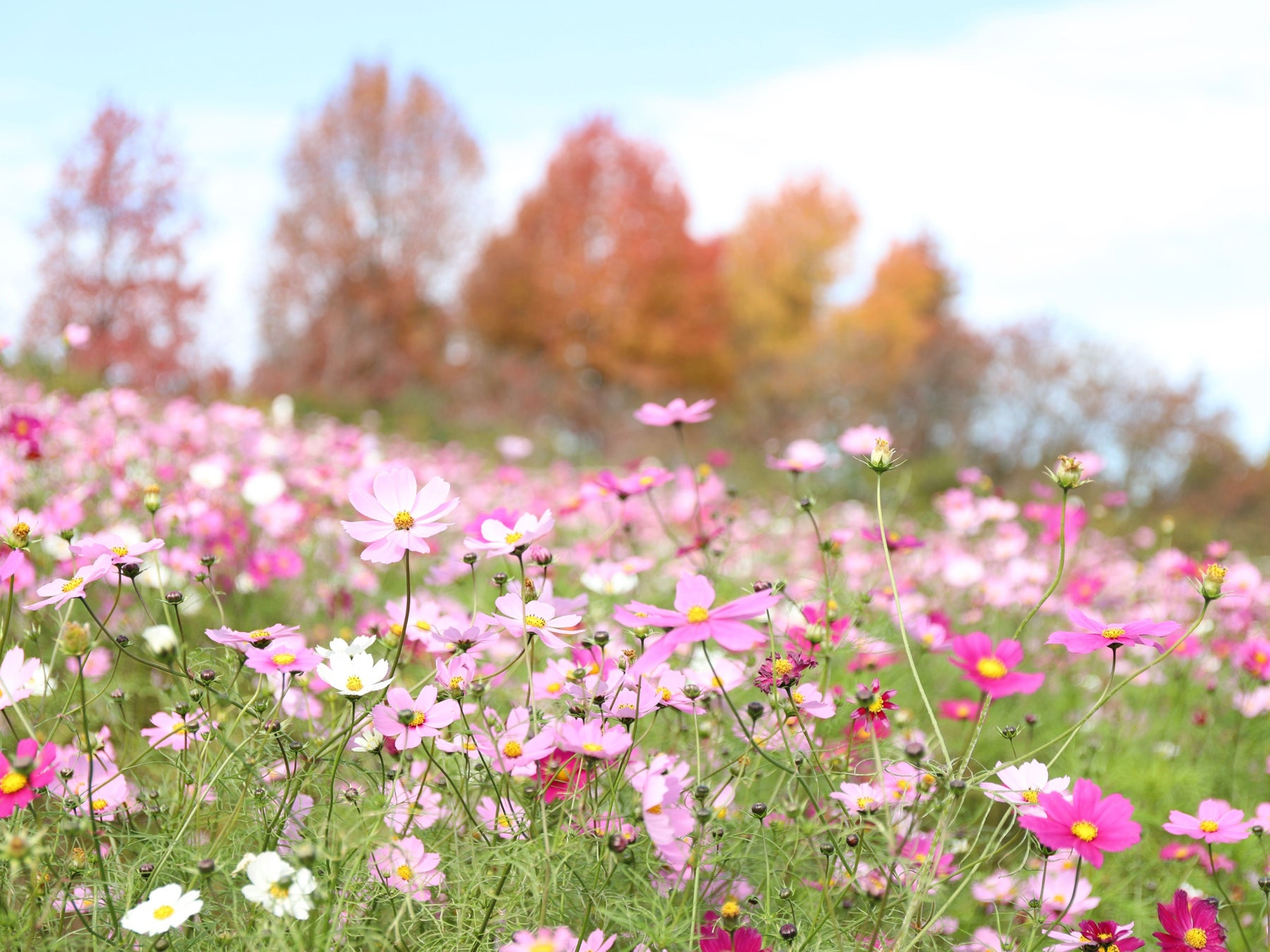【満開】50万本のコスモス【ハーベストの丘】