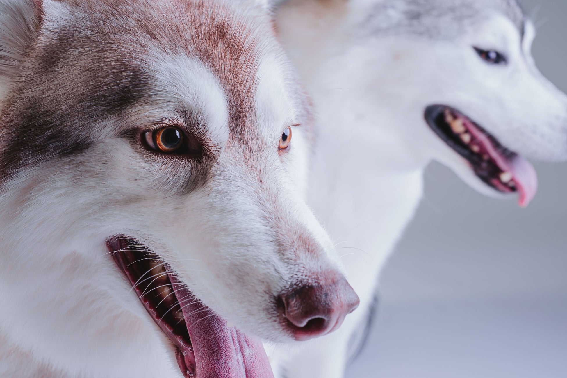 【大阪・高槻】大型犬OKの写真館「Studio Root/B（ルートビー）」がドッグ撮影プランを新設