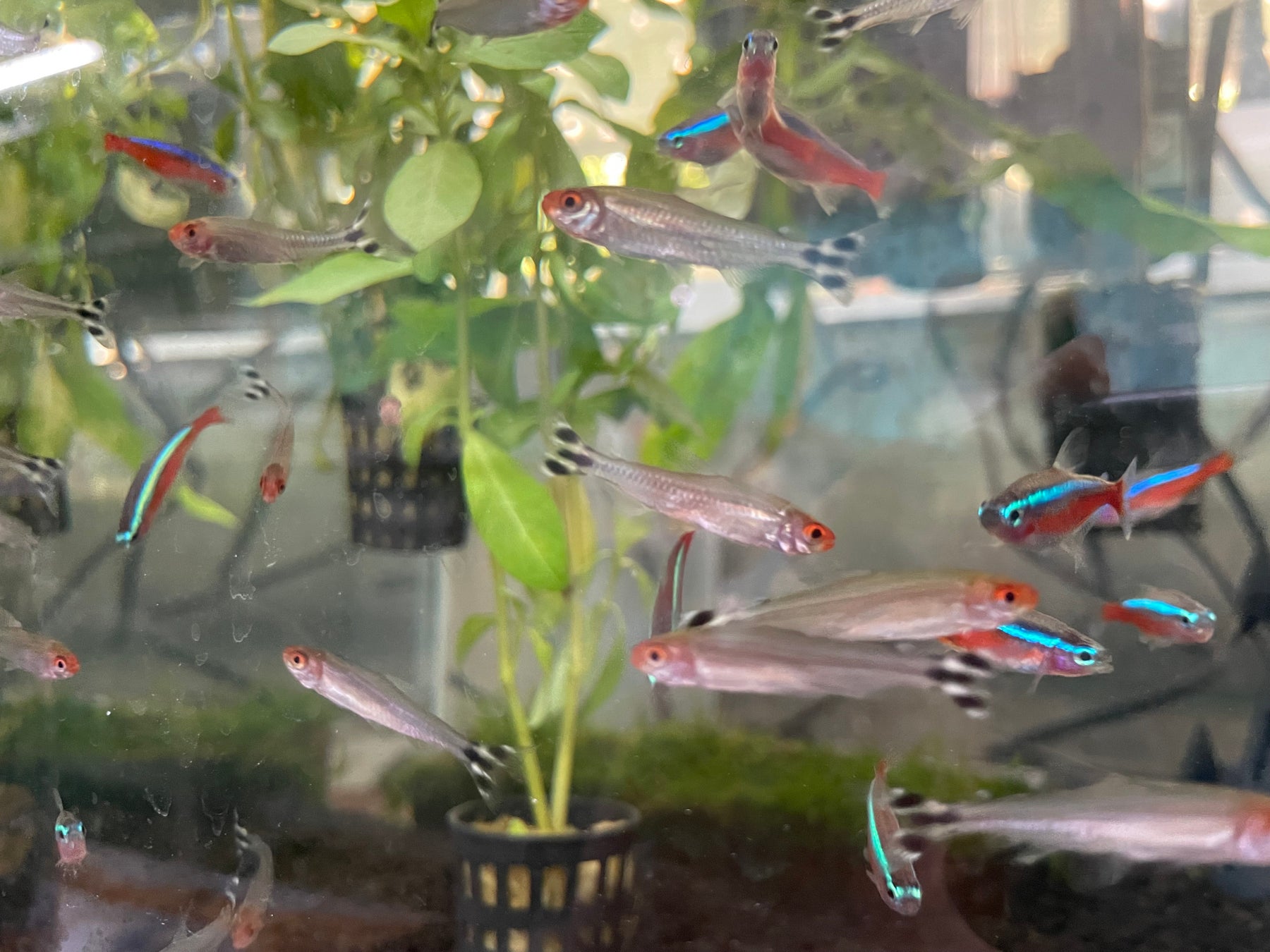 【リーガロイヤルホテル大阪】日本唯一、世界基準のレストランサービスコンクールの決勝大会で「レストラン シャンボール」岩本 啓史（いわもと ひろふみ）が優勝