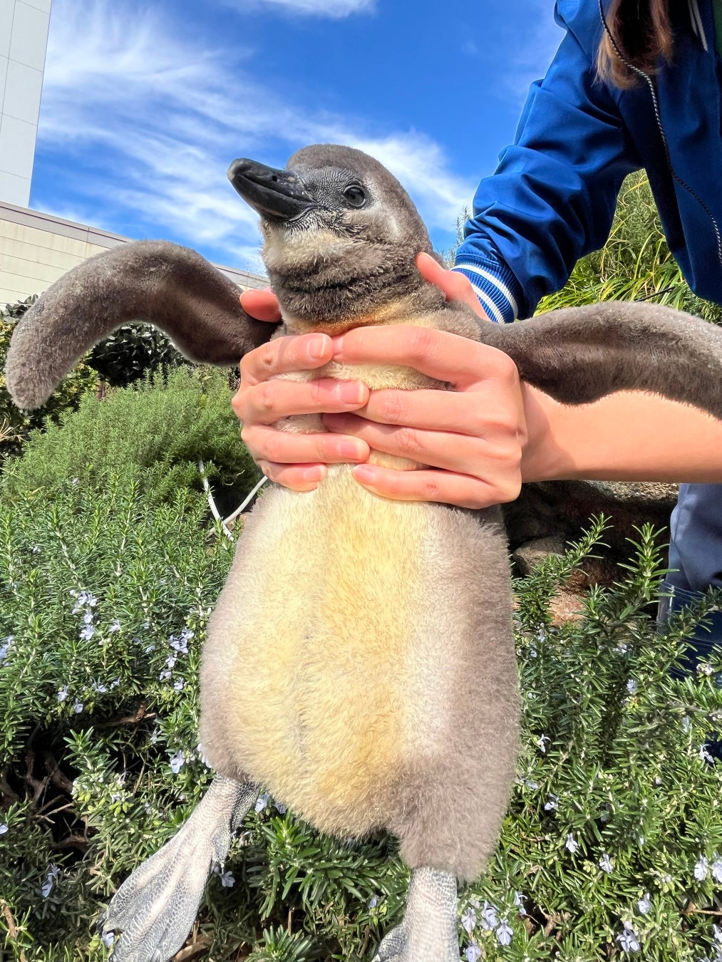 10月14日生まれのケープペンギンの赤ちゃんの愛称投票〈この瞬間を見逃さないで！“今しか見られない”ケープペンギンの赤ちゃんの愛称を投票で決定〉投票期間：11月21日～30日／愛称発表：12月6日